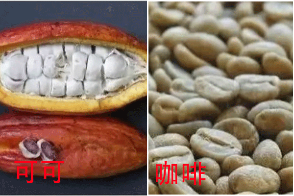 可可豆和咖啡豆的区别2.png