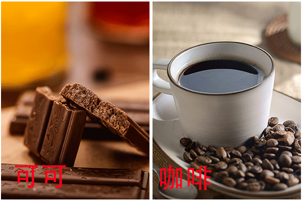 可可豆和咖啡豆的区别4.png